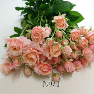 �y�i��w���̔��z�X�v���[�i��̃o���u�����J�v�@�Y�n�����@�@�s���N�̃o���@�C���e���A�@�����L�O���@�@10�{�P�ʁ@�i��w���@�������@�s���N�@���킢��