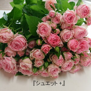 �y�i��w���̔��z�@�@�X�v���[�i��̃o���u�V���G�b�g�v�@�Y�n�����@���Ȃ蒿�����@�s���N�̃o���@�C���e���A�@�����L�O���@�v���|�[�Y�@10�{�P�ʁ@�i��w���@�{�����[�������Ղ�