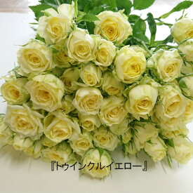 楽天市場 花束 切花 種類 植物 レモン 花 観葉植物 花 ガーデン Diy の通販
