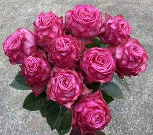 yiw̔z@@X^_[hĩou[YVmv@Yn@@sÑo@CeA@LO@@10{Pʁ@iw@̓@uC_@lC@@Cs