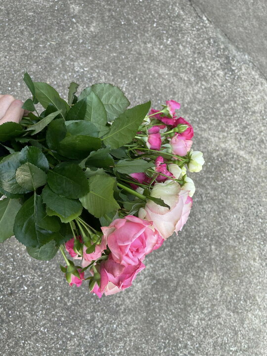 楽天市場 バラの花束 ピンクのバラ 送料無料 産地直送 バラの花 贈りもの 花束 プロポーズ 記念日 誕生日 出産祝い 結婚祝い プレゼント 結婚記念日 お祝い 発表会 5600円 花言葉 上品 しとやか 可愛い女性 贈答用 Rosarium 田中バラ園楽天市場店 楽天市場 バラの花束 ピンクのバラ 送料無料 産地直送 バラの花 贈りもの 花束 プロポーズ 記念日 誕生日 出産祝い 結婚祝い プレゼント 結婚記念日 お祝い 発表会 5600円 花言葉 上品 しとやか 可愛い女性 贈答用 Rosarium 田中バラ園楽天市場店