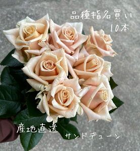yiw̔z@@X^_[hĩouThf[v@Yn@x[W̃o@CeA@LO@@10{Pʁ@iw@̓@uC_@lC@@A
