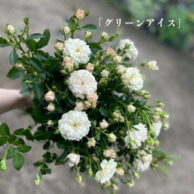 【品種指名販売】　　スプレー品種のバラ「グリーンアイス」人気品種　白いバラ　ガーデン品種　産地直送　珍しい　バラ　インテリア　結婚記念日　プロポーズ　5本単位　品種指名　見つけたら買い