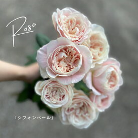 【品種指名販売】　スタンダード品種のバラ「シフォンベール」　産地直送　　アンティークタッチ　クラシカル　結婚記念日　　5本単位　品種指名　母の日　アンティークカラー　ベージュおしゃれ