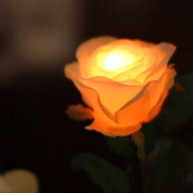 GRACE ROSE（グレイスローズ）：オレンジ レンタル用 【水に反応して光るバラ パーティー演出 光の演出 ウェディング プロポーズ ハロウィン クリスマス イベント 】