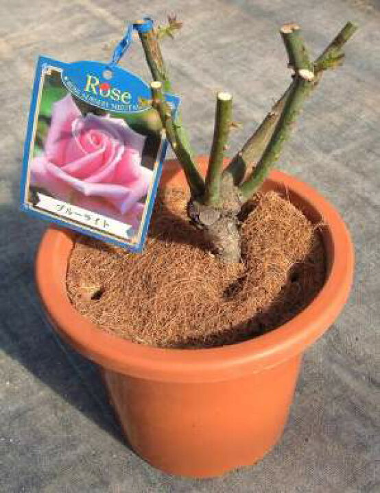 楽天市場 マルチング 鉢マルチングマット丸９号f25ｃｍ スリランカより直輸入 泥はね 黒点病予防 コガネムシ対策 バラ 乾燥防止 雑草対策 安心バラ苗の店