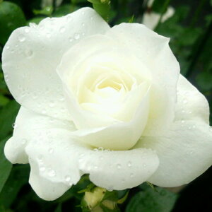 oc@2N劔c@CLACXo[O@@4@