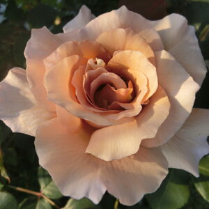 oc@2N劔c@CLWA@@4@