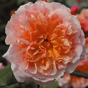 oc@2N劔c@An@mX^WbN@@4@