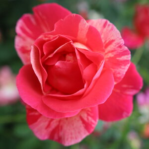 oc@2N劔c@SbfXIuu@OCX@@4@