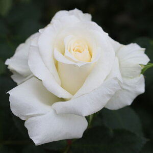 oc@2N劔c@Vl[oc@[@@4@