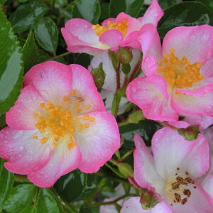 oc@2N劔c@sNXvC@Y[Y@@4@