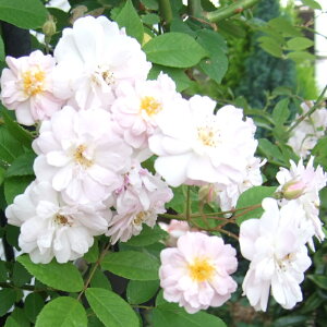 oc@2N劔c@|[Yq}XN@@4@