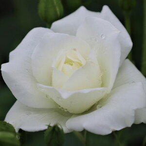 oc@2N劔c@ACXo[O@ց@4@