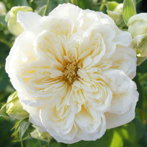 oc@2N劔c@NvZXA[@mX^WbN@ց@4@