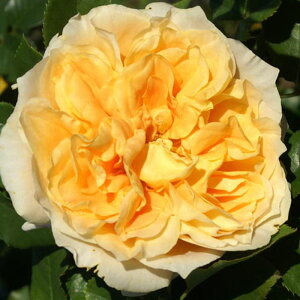 oc@2N劔c@N{AWFiN[|AWFj@hBbN@ց@4@