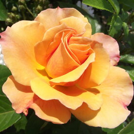 バラ苗　2年大株苗　テキーラ2000　中輪　4号鉢　