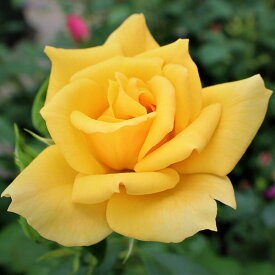 バラ苗　2年大株苗　テキーラゴールド　中輪　4号鉢　