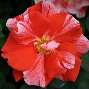 oc@2N劔c@nL[pL[@AJ[Y@ց@4@