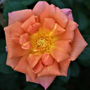 oc@2N劔c@pvLpb`@AJ[Y@ց@4@