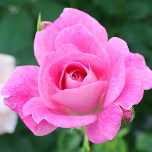 oc@2N劔c@uAgsNACXo[O@AJ[Y@ց@4@