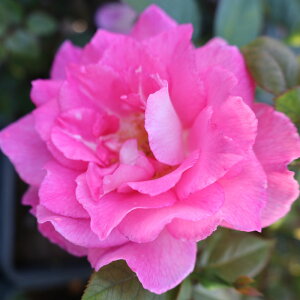 oc@2N劔c@{lIIh[@mX^WbN@ց@4@