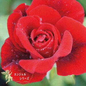 oc@2N劔c@GWFbh@VCjOiIWij@ց@4@