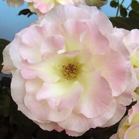 楽天市場 マチルダ 花の通販
