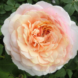 oc@2N劔c@pt[hA@ց@4@