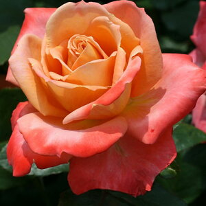 oc@2N劔c@t[Wf82@ց@4@