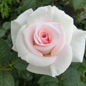 oc@2N劔c@AzC^[VFChIuyC@OCX@ց@4@