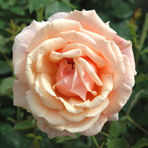 oc@2N劔c@`ChIu}Cn[g@s[^[r[Y@4@