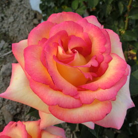 バラ苗　2年大株苗　ドリームカムトゥルー　アメリカンローズ　大輪　4号鉢　