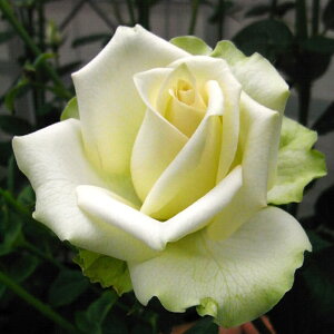 oc@2N劔c@vZX[T}@IWi@؂ԁ@ց@4@