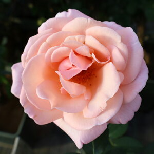 oc@2N劔c@RV[V@ց@4@