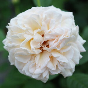 oc@2N劔c@^CXN[@ց@4@