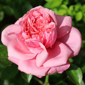 oc@2N劔c@^CXsN@ց@4@