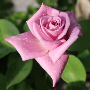 oc@2N劔c@gDCXCAu[[@ց@4@