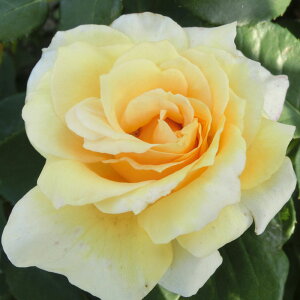 oc@2N劔c@\tBAlbTX@ց@4@