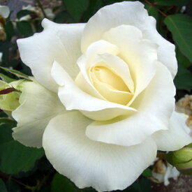 バラ苗　2年大株苗　ホワイトシンフォニー　大輪　4号鉢　