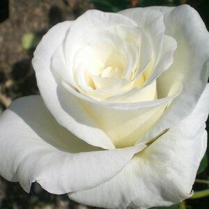 バラ苗 2年大株苗 ホワイトクイーンエリザベス 大輪 4号鉢