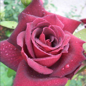 oc@2N劔c@INz}@ց@4@