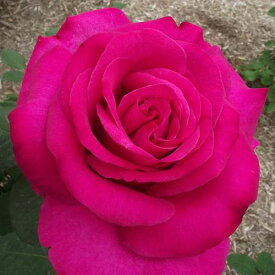 楽天市場 パローレ バラ苗の通販