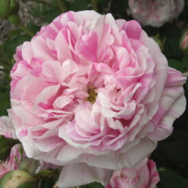 バラ苗　2年大株苗　ケンティフォリアバリエガータ　オールドローズ　4号鉢　