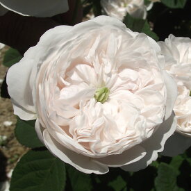 バラ苗　2年大株苗　マダムアルディ　オールドローズ　4号鉢　