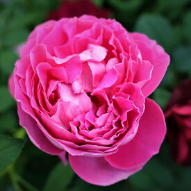 バラ苗　2年大株苗　ポールネイロン　オールドローズ　4号鉢　