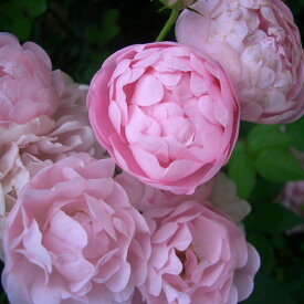 バラ苗　2年大株苗　ローブリッター　オールドローズ　4号鉢　