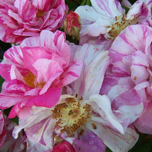 oc@2N劔c@[NJX^[@I[h[Y@4@