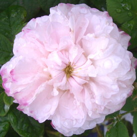 バラ苗　2年大株苗　レダ　オールドローズ　4号鉢　