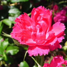 バラ苗　2年大株苗　F.J.グルーテンドルスト　オールドローズ　4号鉢　